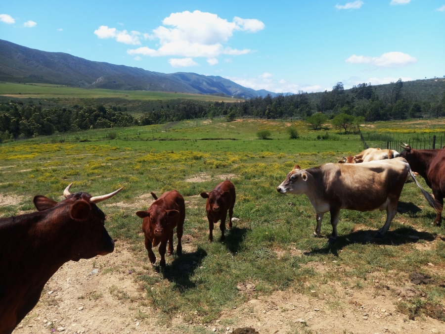 Commercial Property for Sale in Uniondale Rural Western Cape